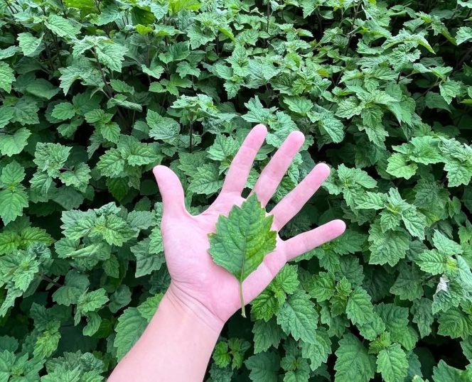 
					Pohon nilam milik petani asal Kotamobagu. (Foto: Ady Imban)