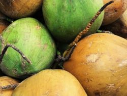 Sebut Ekspor Kelapa Tetap Berjalan Meski Harga Sedang Mahal, Zulhas Beri Solusi untuk Petani: Tanam yang Banyak