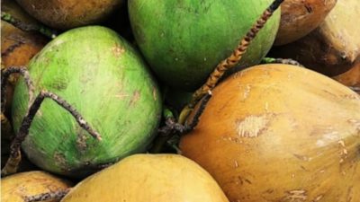 Sebut Ekspor Kelapa Tetap Berjalan Meski Harga Sedang Mahal, Zulhas Beri Solusi untuk Petani: Tanam yang Banyak