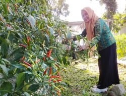 RSUD Kotamobagu Panen Perdana Cabai Dukung Program Wali Kota Perangi Inflasi
