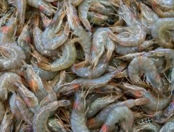 Udang Beku untuk Ekspor Terkontaminasi Radioakif, DPR Pertanyakan Keamanan Konsumsi Dalam Negeri