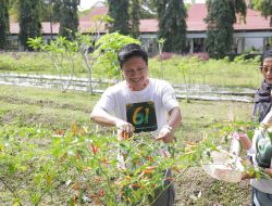 Panen Cabai di RSUD Kotamobagu Warnai Peringatan HKN, Wawali: Bukti Nyata Upaya Lawan Inflasi dan Wujud Ketahanan Pangan Daerah